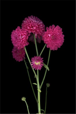 Aurelien Juner Studio